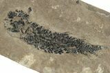 Devonian Lobed-Fin Fish (Osteolepis) Fossil - Scotland #231962-1